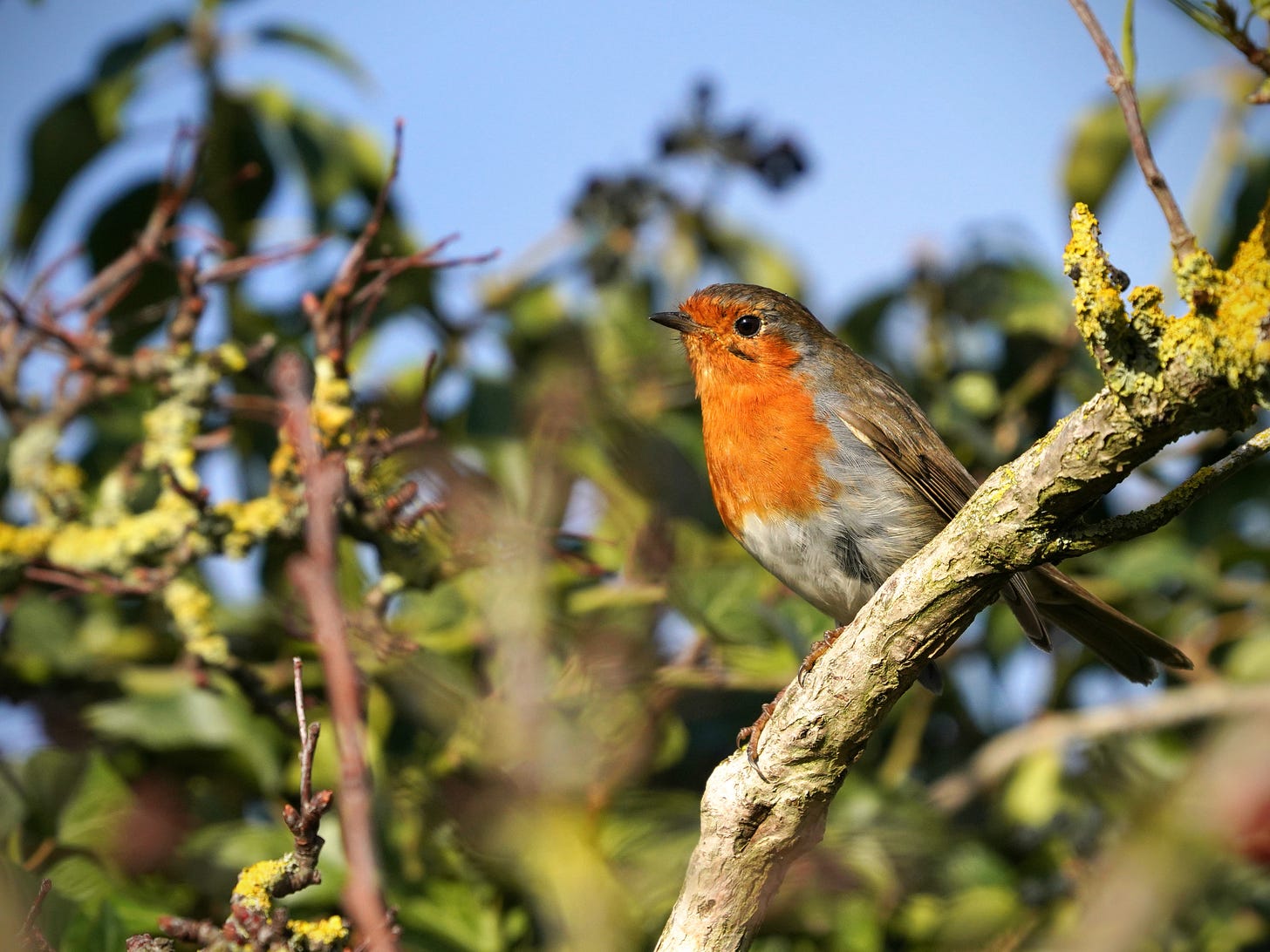 A Robin - a brown bird with a red chest - sits on a lichen-covered branch A Robin - a brown bird with a red chest - sits on a lichen-covered branch
