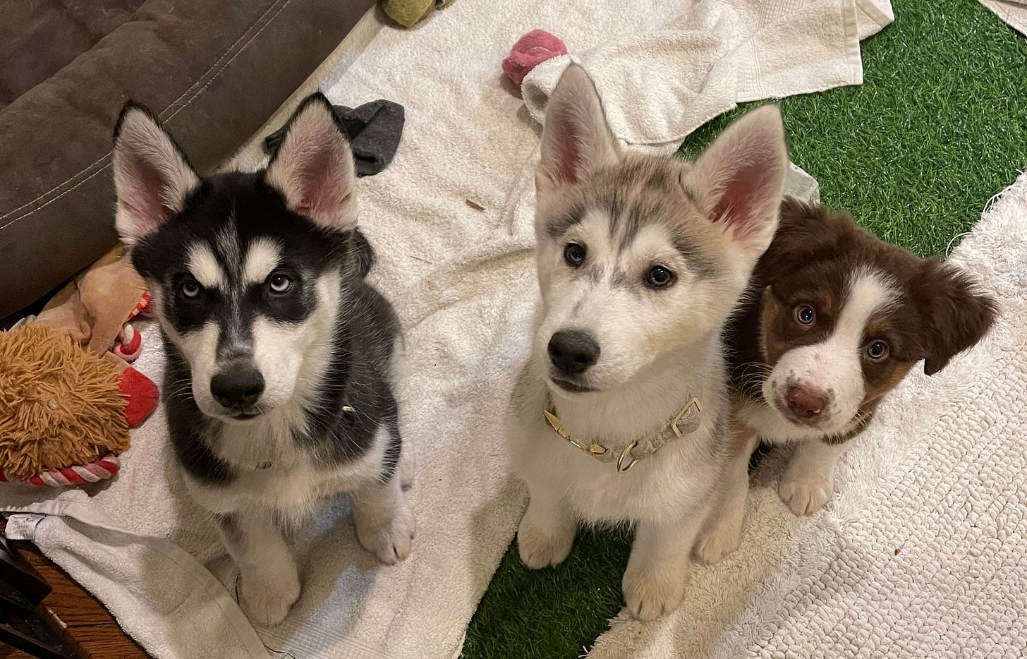 Pictures of Husky and Australian Shepherd Puppies
