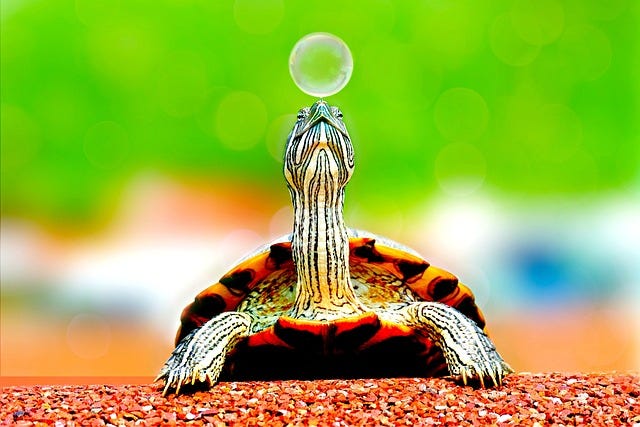 Free Animal Turtle photo and picture