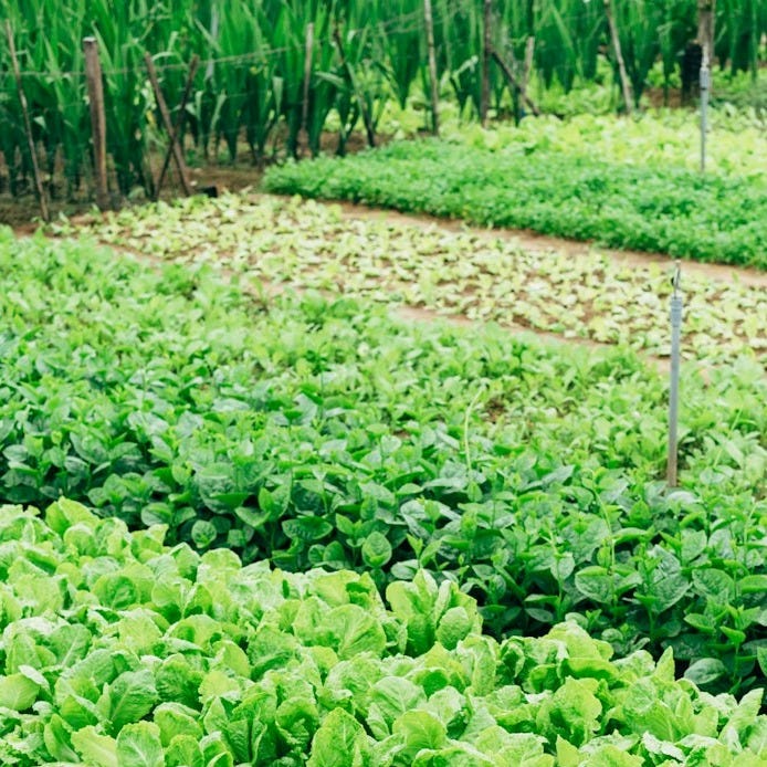 green leaf vegetable