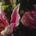 tainted's messy mind's avatar