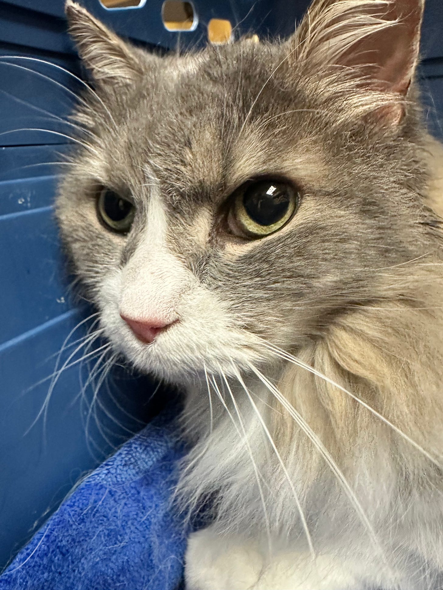 frightened gray and white cat in a pet carrier