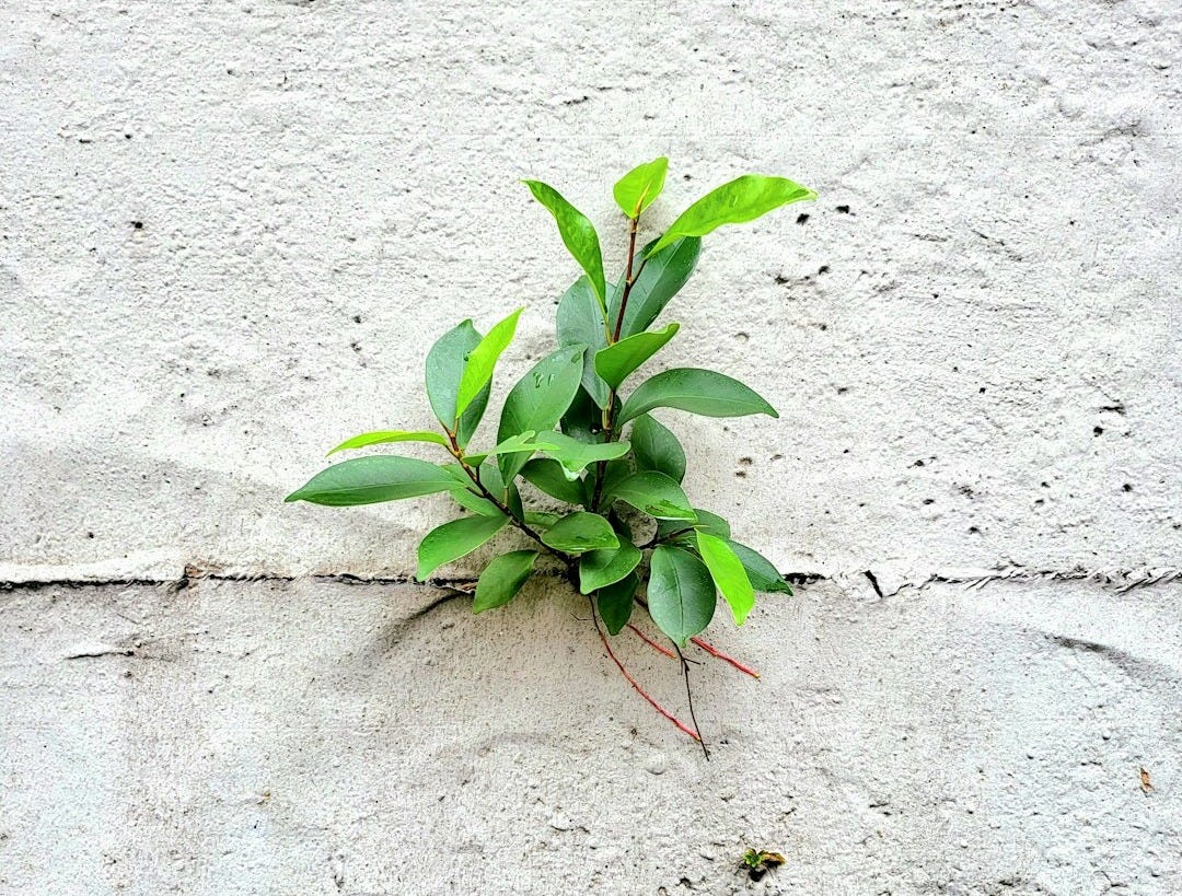 a plant growing in the sand