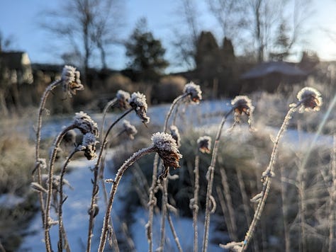 Perennial seed heads in winter