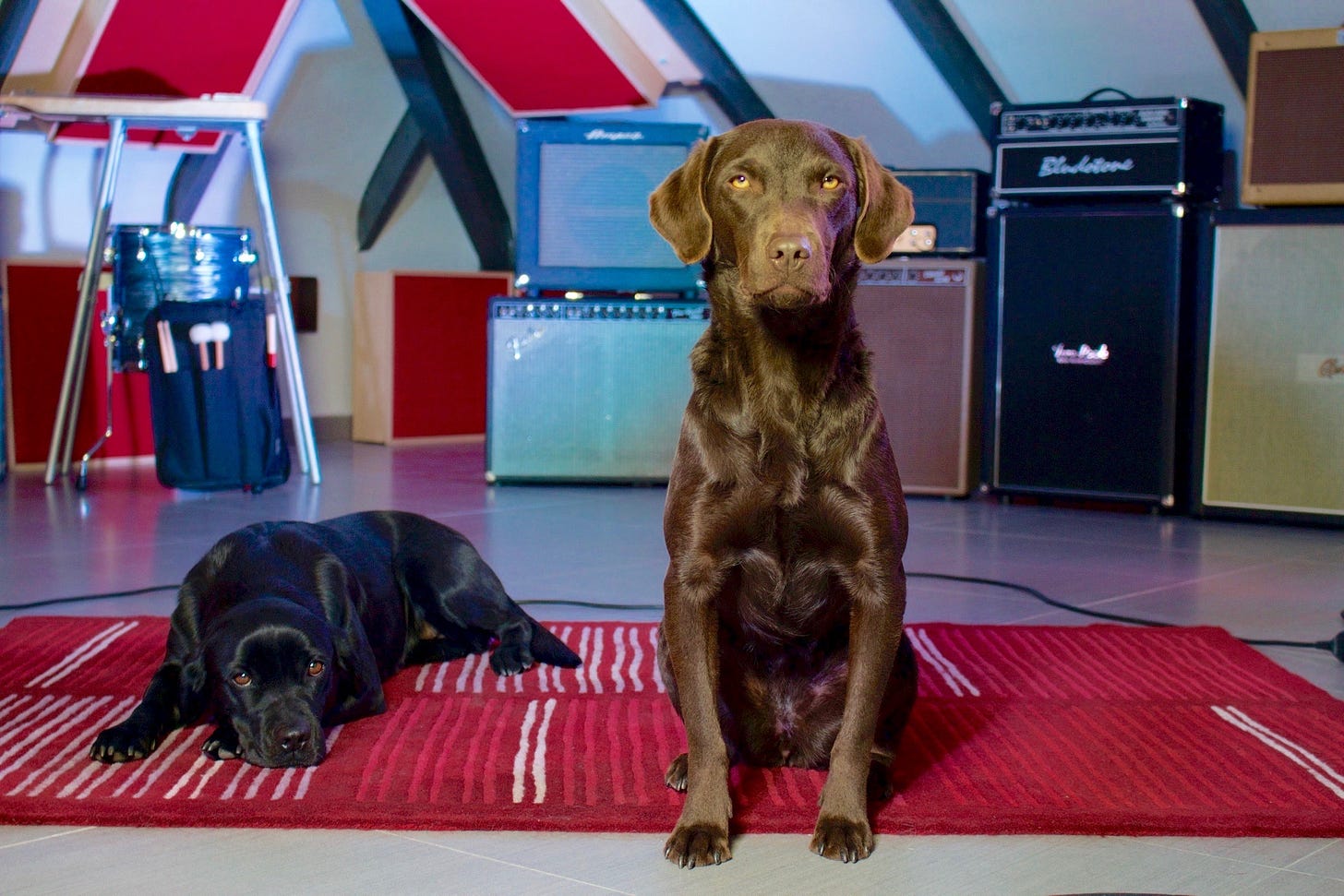 Hummock and Bobby - our two hairy beasts that make our days that bit more special.
