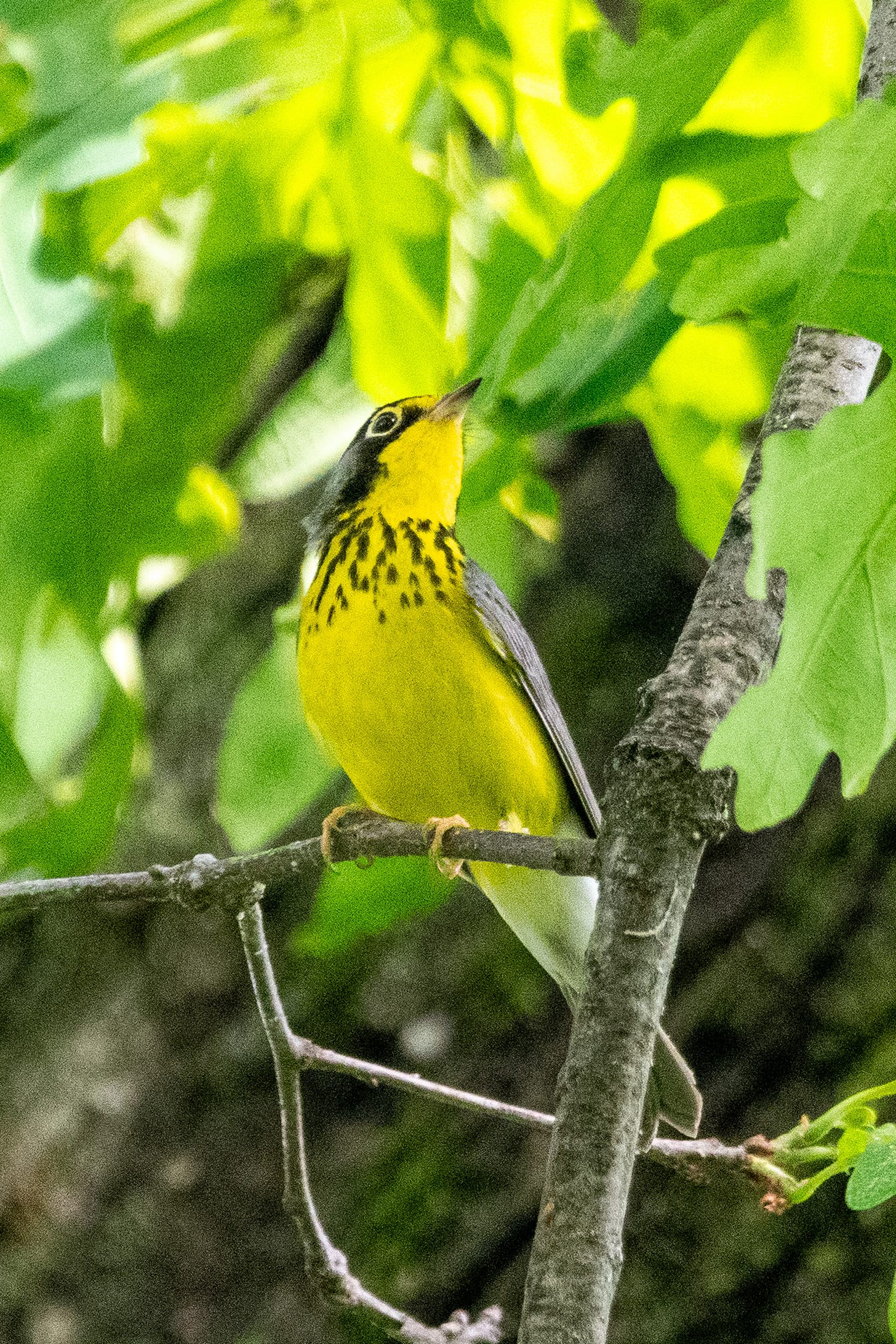 A small yellow bird with a black eye mask and white eyerings looks swannishly upward, showing off its black necklace