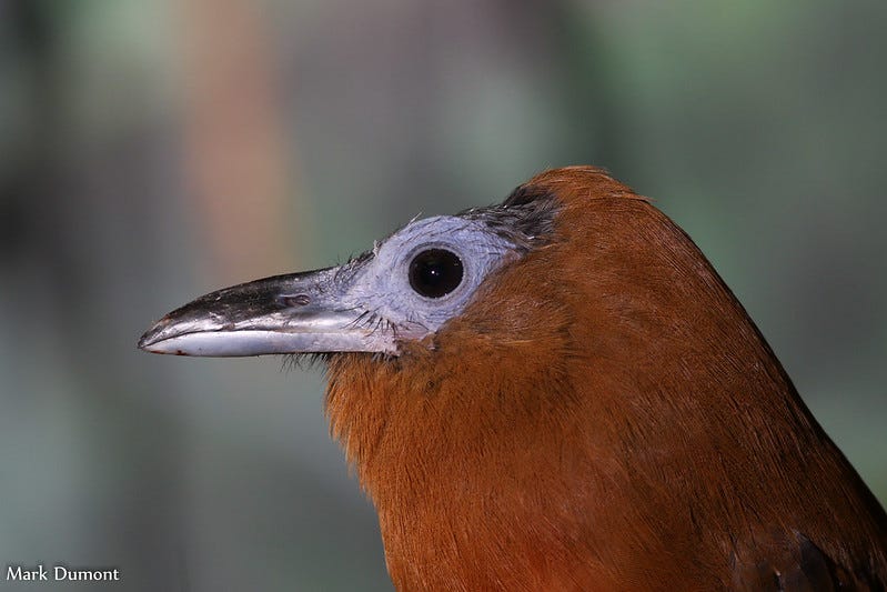 Bird of the Week: Capuchinbird - by Caitlin Schneider