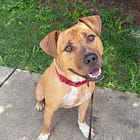 Contrarian Rescue of the Week