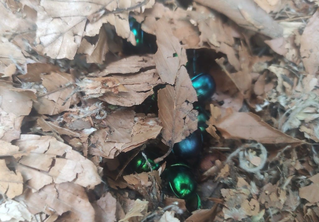 Iridescent blue and green beetles look like baubles, partly hidden by leaves