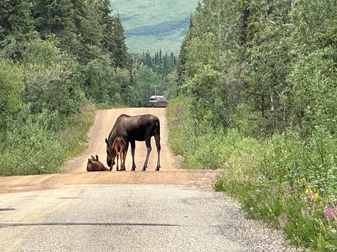 Image #1: A mother moose stands above two baby moose on a dirt road. Image #2: Jonathan, in a beanie and gray sweater-cape, stands on the railing of a patio, pensively looking out over glacial waters. Image #3: A blue iceberg with reflection. Image #4: A green mountain ascends into trees, and at its base is a lake with iceberg in it. Image #5: Icy Bay, filled with floating icebergs. Image #6: A sunset at sea.