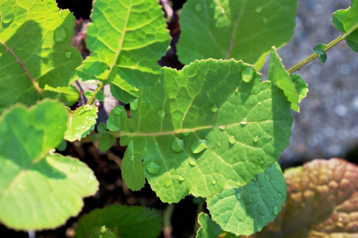 mustard seedlings