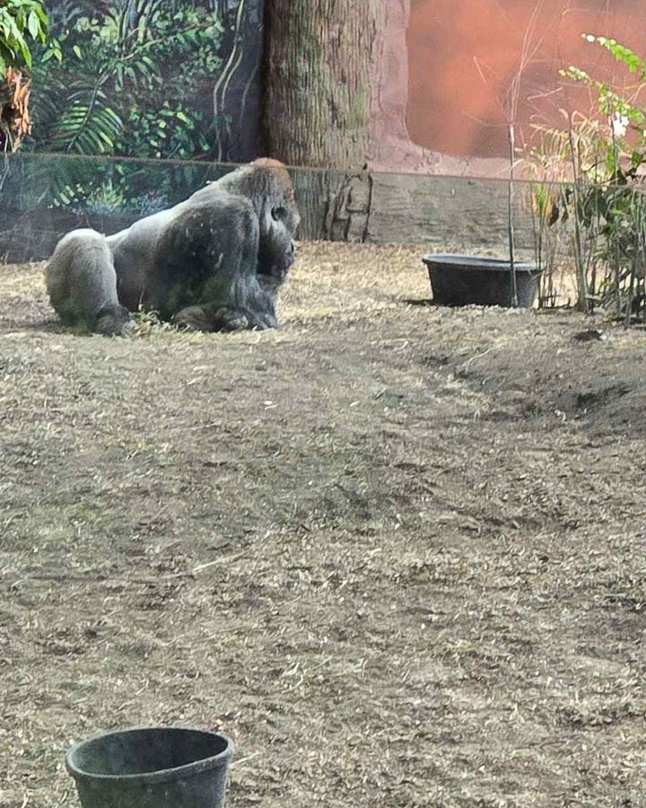 Pictures of baboons, an orangutan, a spider monkey, and a gorilla.