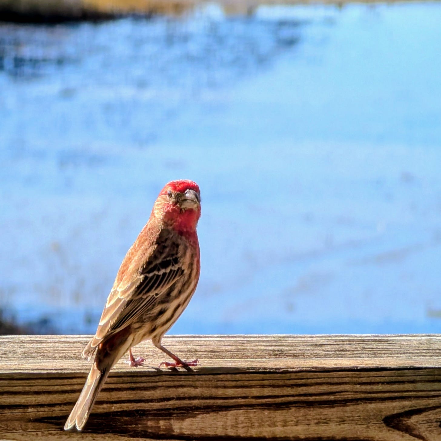 House Finch looking at the camera