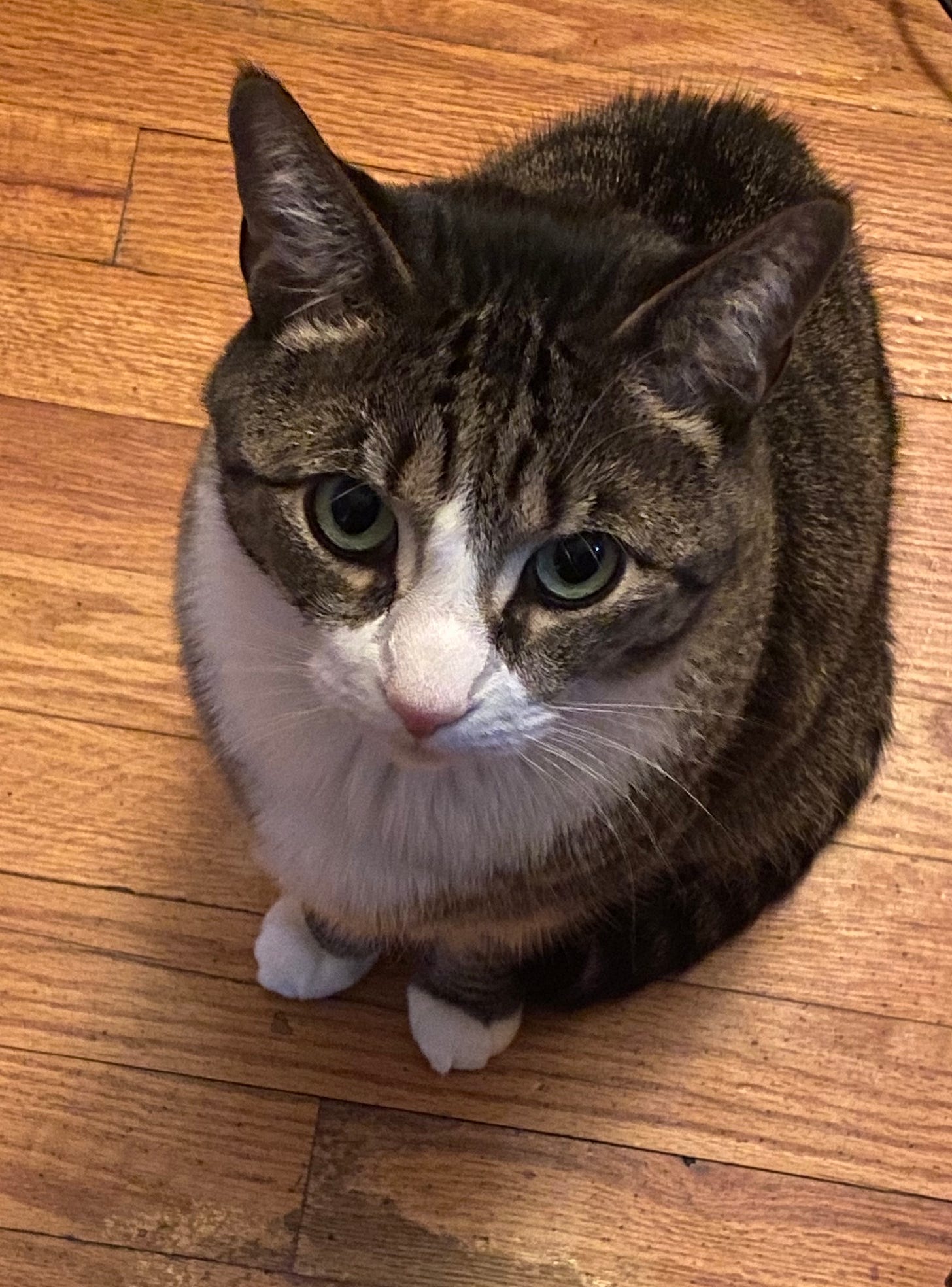 our beautiful Gilbert