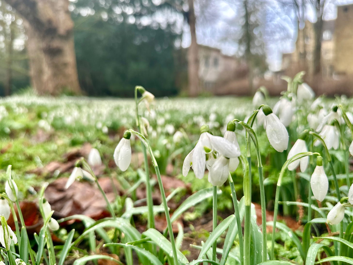 A close-up shot of snowdrop flowers.