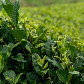 Inside Yame, One of Japan’s Great Tea Regions 