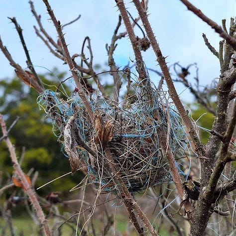 Images of animal behaviour such as swarming bees, snakes, insects and frogs can be a guide to gardening activities