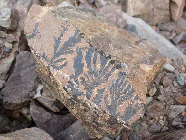 00595900017362728608742.jpg 00595900017362728608742.jpg