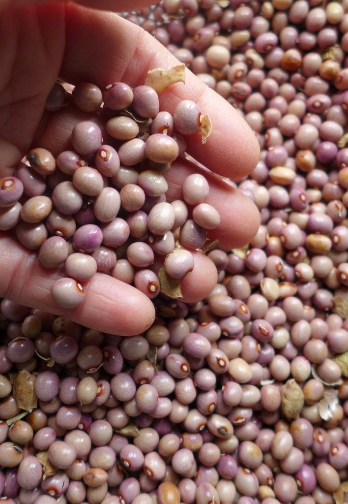 Bean Polish (Herrenböhnli) - SEEDS Le potager ornemental de Catherine Bean Polish (Herrenböhnli) - SEEDS Le potager ornemental de Catherine