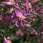 A Year of Daily Nature