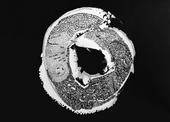 This may contain: a black and white photo of an object that looks like something out of the ground