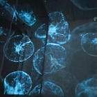 Holobiont Imaginaries and Quantum Biology