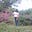 Piru's avatar