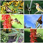 Restoring Native Habitat