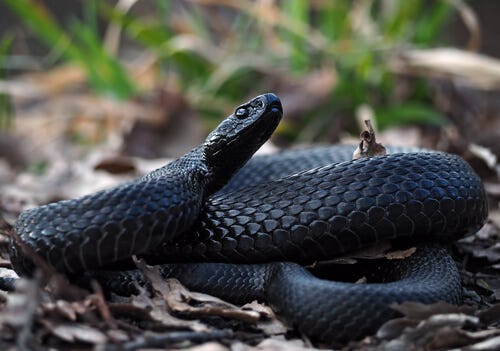 Black Racer Snake - Facts and Beyond | Biology Dictionary