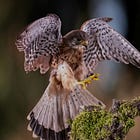 Scientists built a kestrel plushie with a pigeon beak—here's why