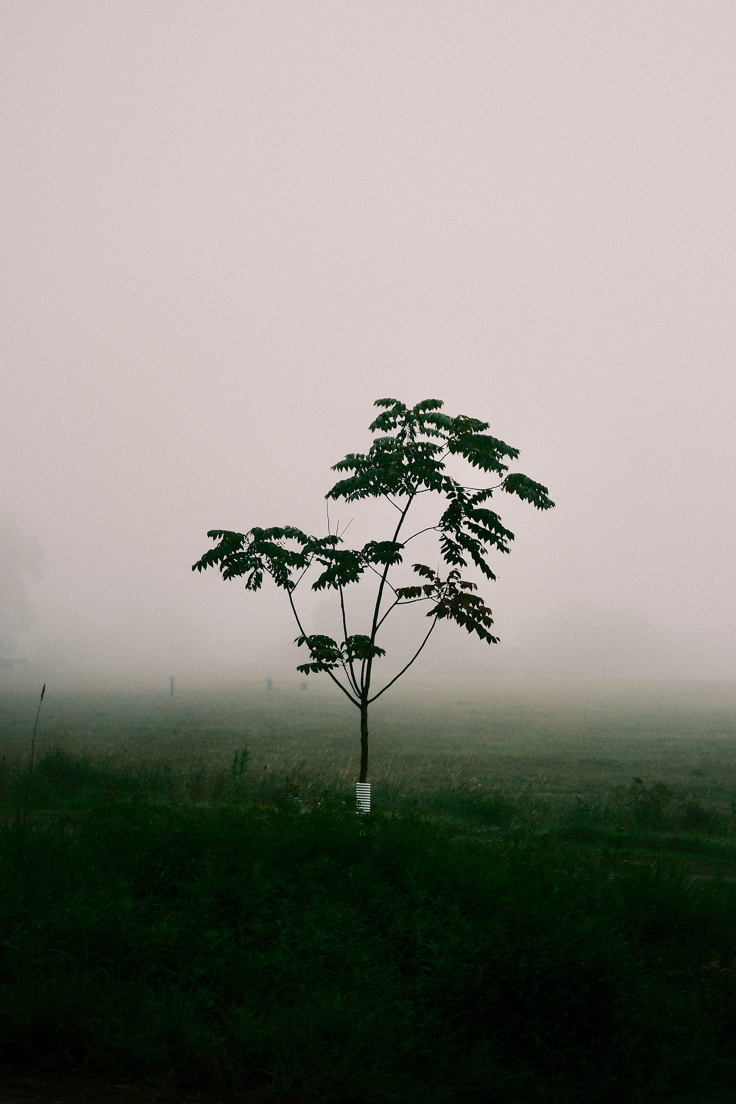 Lone tree