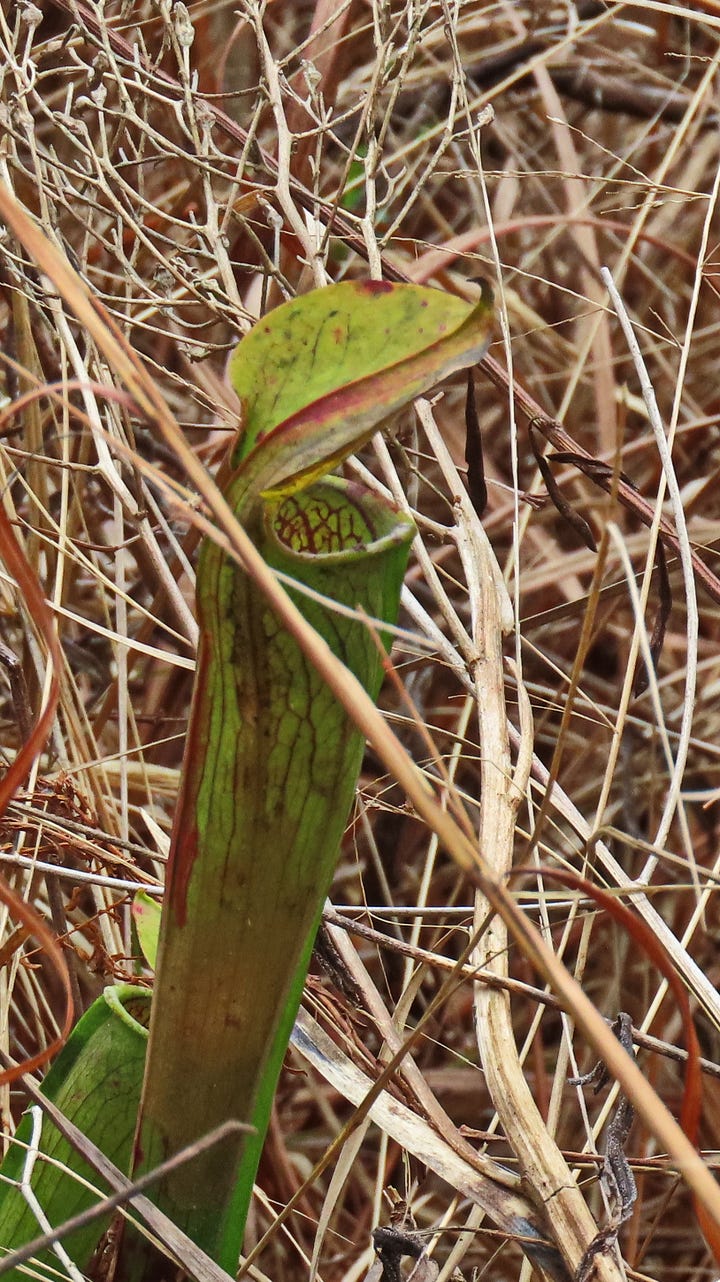 plants with a tubular shape and open lid against a backdrop of dried, brown grass