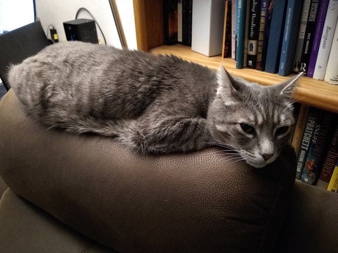 My grey tabby cat Thornton relaxes, stretched out along the top of a recliner in front of a bookcase