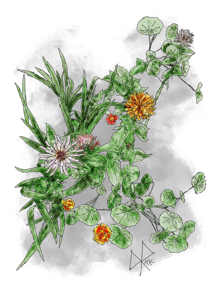 Zinnia, marigold and nasturtium flowers in a front garden. Sketch art by Don Rice. Zinnia, marigold and nasturtium flowers in a front garden. Sketch art by Don Rice.