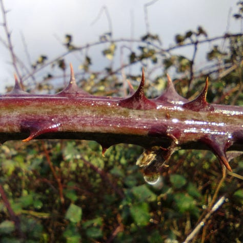 Three very different bramble stems. One is thick, with slightly curved, sharp thorns, well spaced. Two is silhouetted against the sky, the stem is thinner, the thorns equally sharp and well spaced. Three is very different, bright red and with dense thorns covering the surface.