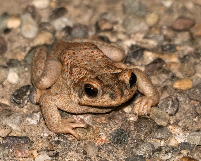 20250722-Sabino-9-Edit.jpg 20250722-Sabino-9-Edit.jpg