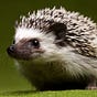 wolnyjez's avatar