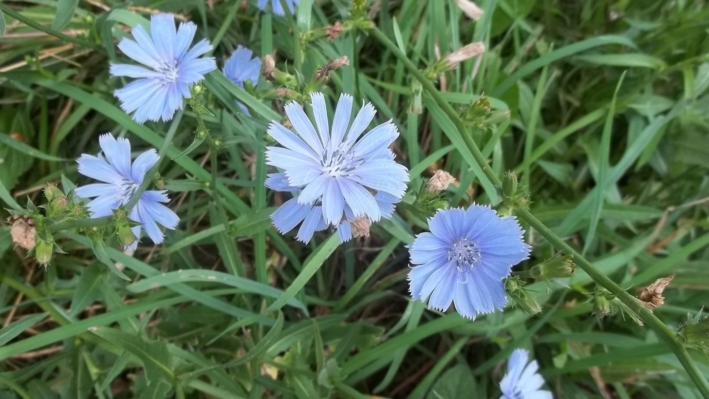 chicory