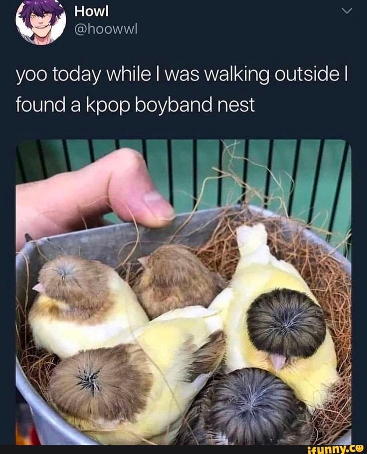 Caption: yoo today while I was walking outside I found a kpop boyband next  Photo: yellow birds with the classic kpop hairstyle look on the top of their heads.