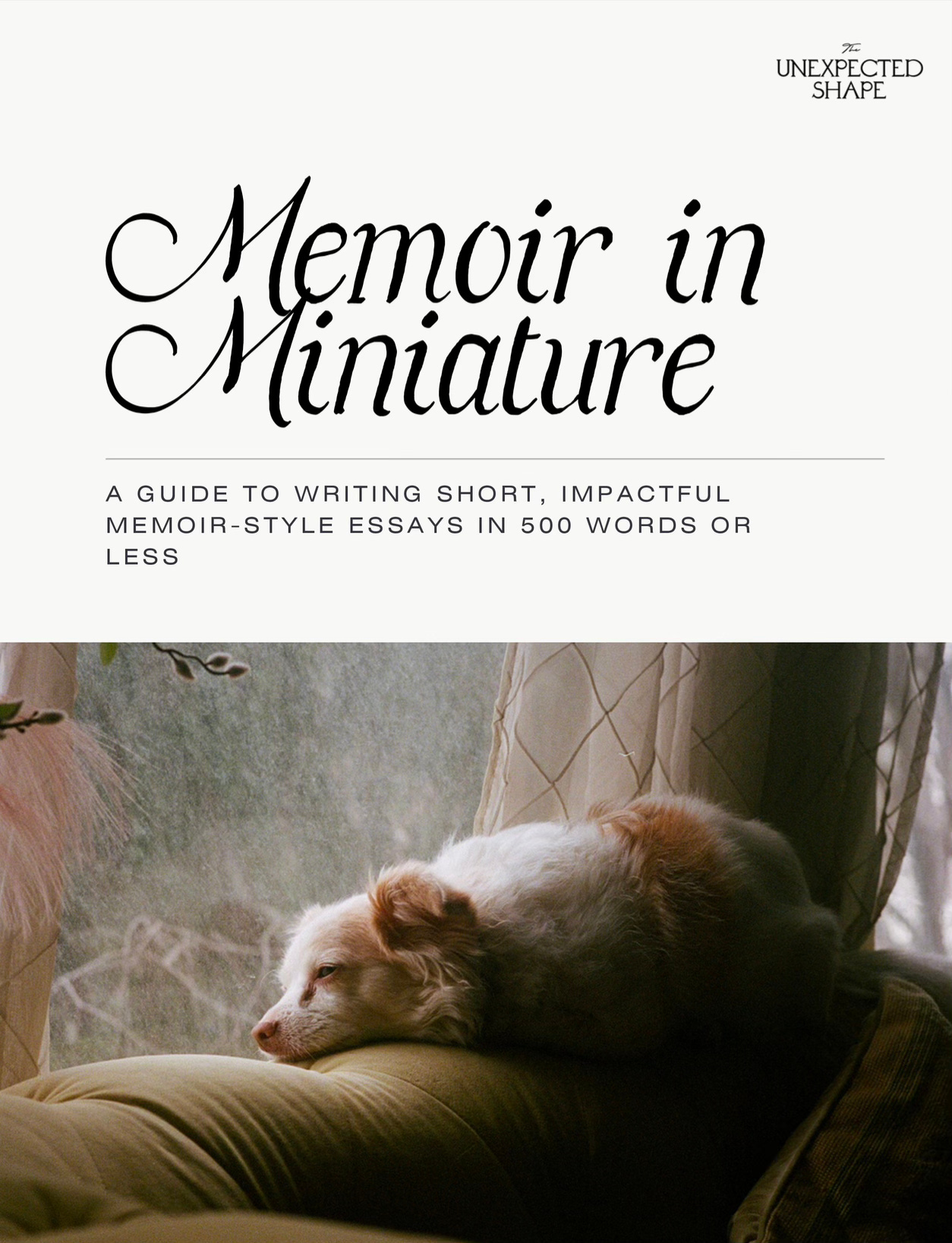 Promotional image for “Memoir in Miniature,” featuring a small dog resting on a couch by a window with sheer curtains.