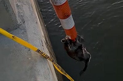 Traffic cone used to rescue struggling raccoon from the ocean