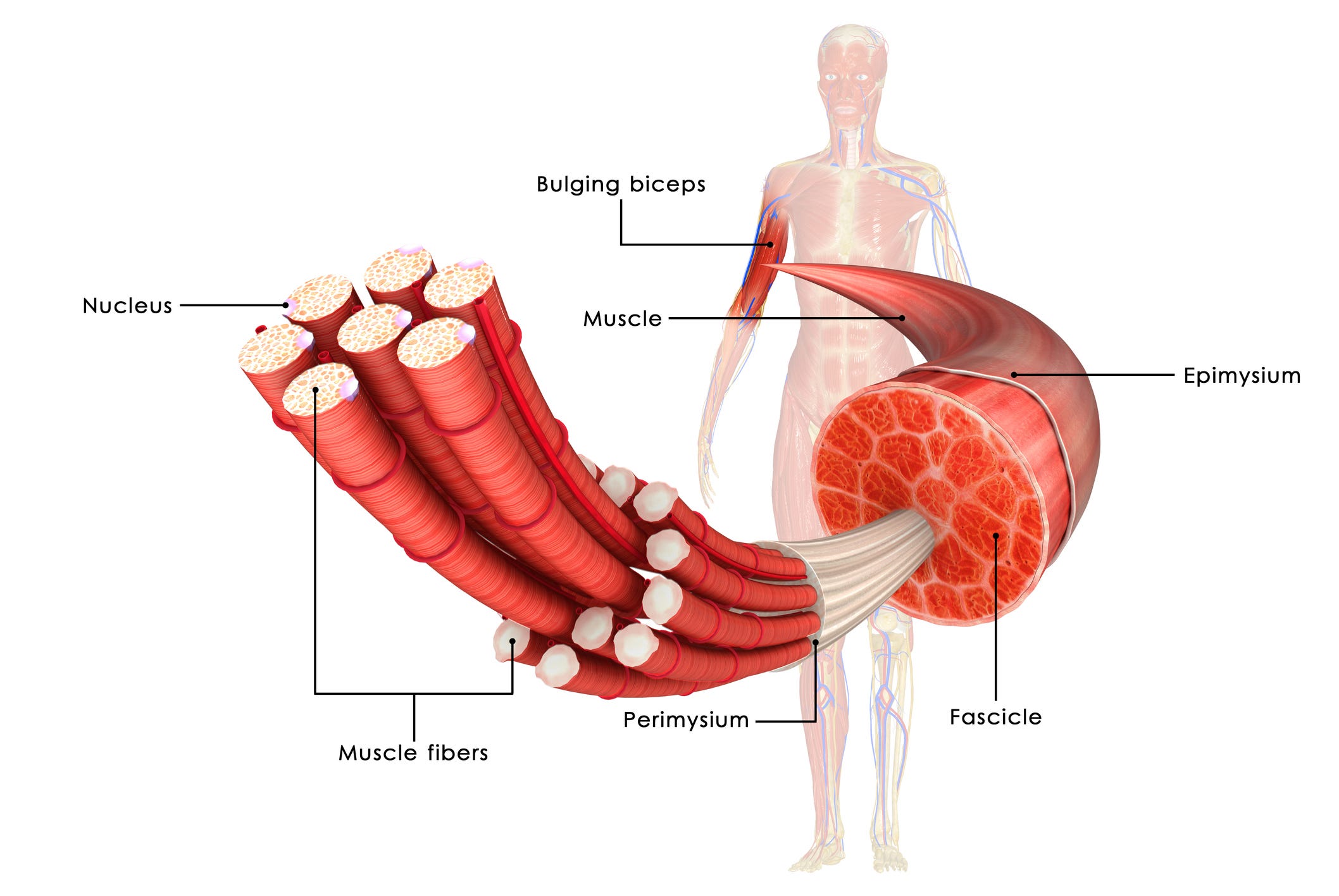 Strength Training for your Fascia, part 1