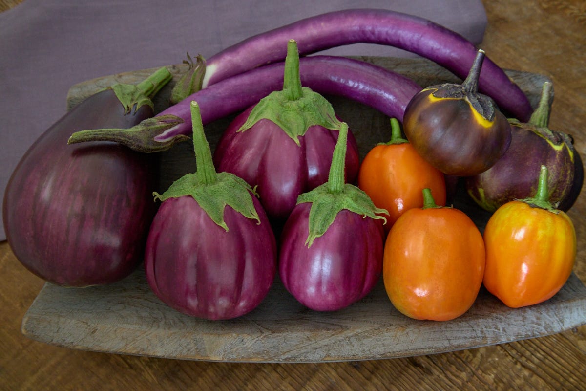 a variety of eggplants