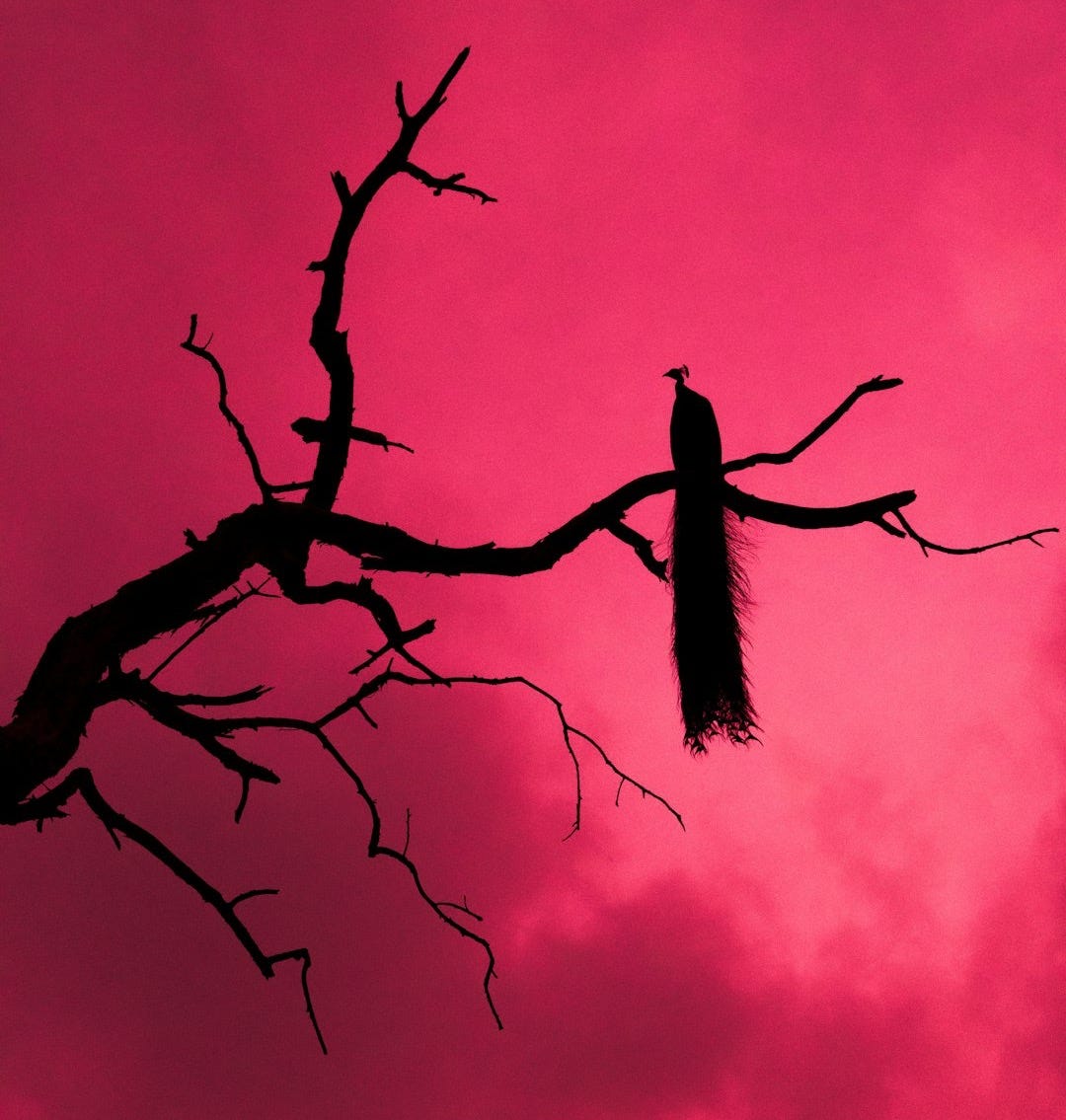 black bird on bare tree during night time