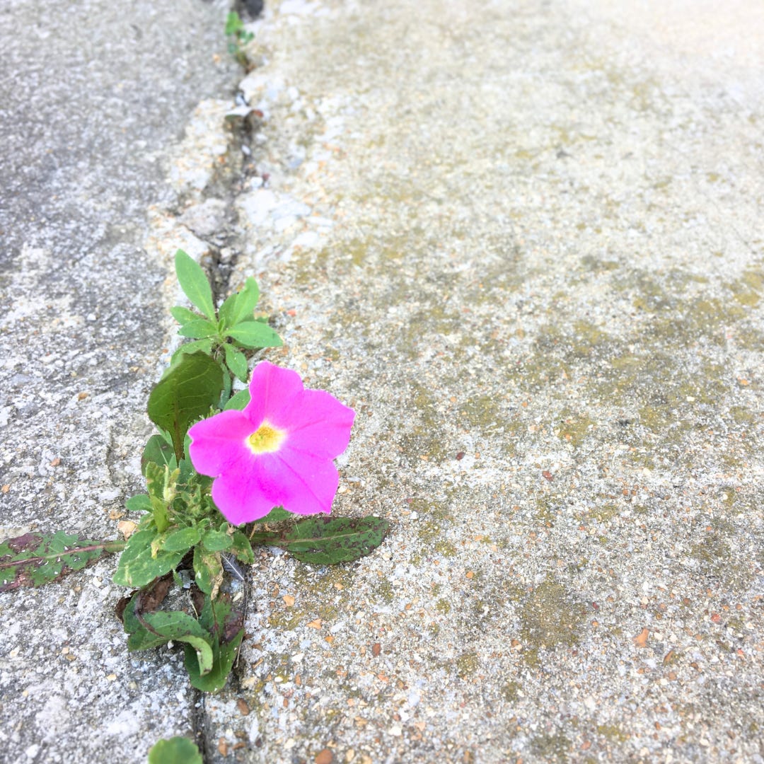 The Terrible, Beautiful Truth