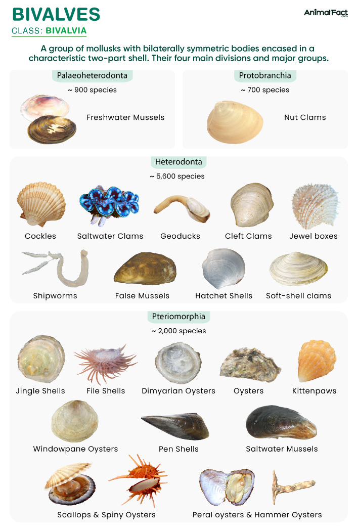 Bivalves - Types, Examples, Characteristics, Anatomy, Diet, & Habitat
