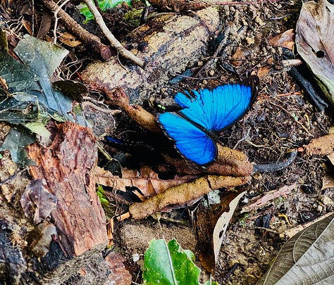 various nature scenes in photos from Amazon jungle in Peru. Earthen hut, Blue Morpho Butterfyle, Green Jungle Frog, crystal clear water at the bottom of a waterfall, giant tree with large roots exposed above ground.