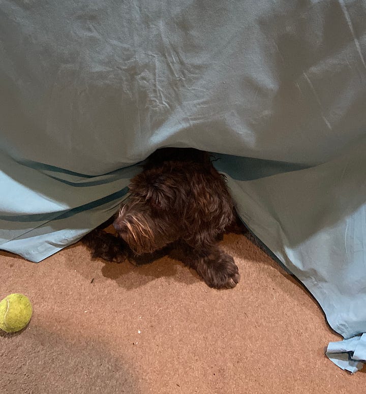 A dog hiding under a table with a table cloth. A wet dog covered in bits of plant having run through a field.