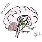 Daily Brain Snack: Stress Changes Brain's Reward Signalling