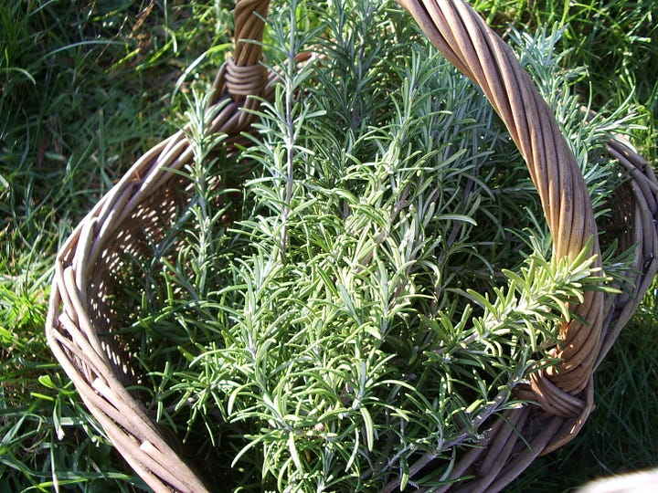 Narrow fresh green leaves and dried leaves of rosemary